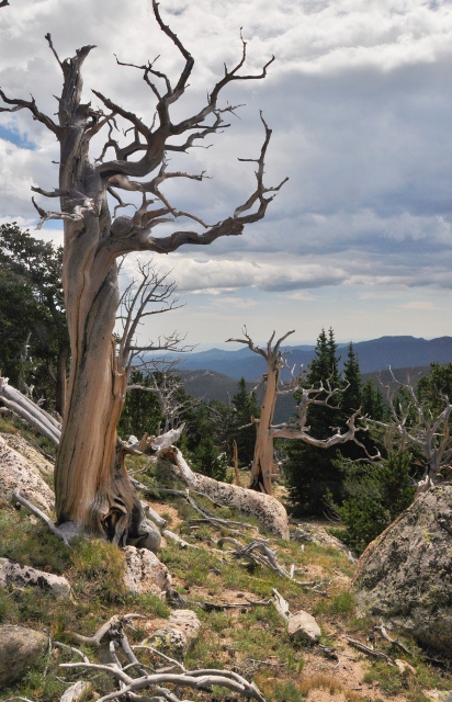 a bristlecone pine